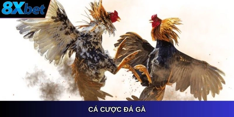 Cá cược đá gà 8XBET, hình thức giải trí kịch tính và hấp dẫn