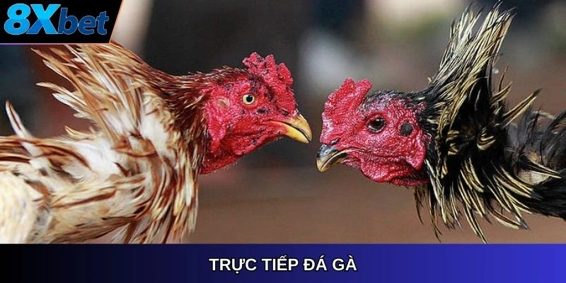 Trực tiếp đá gà 8XBET, theo dõi trận đấu kịch tính